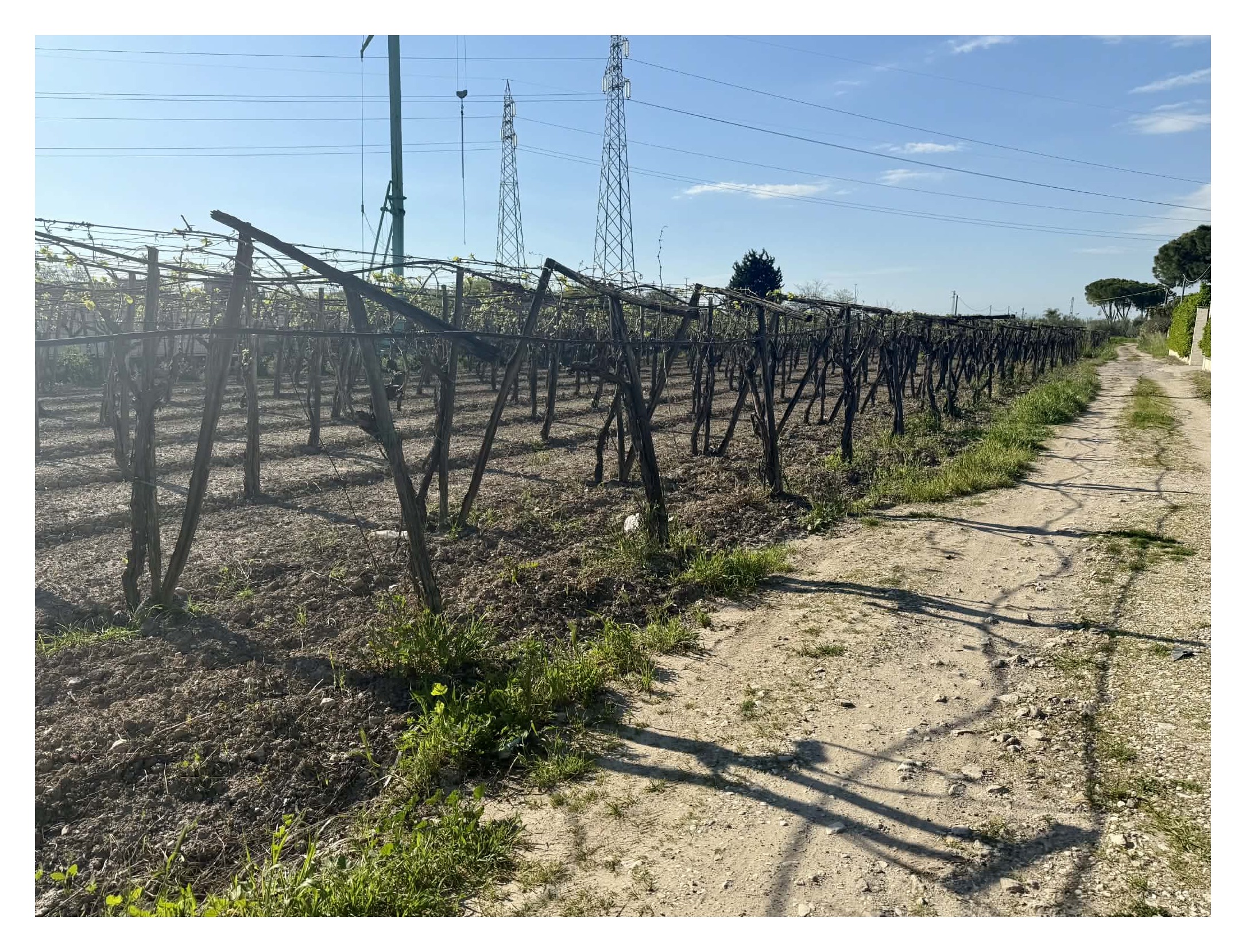 TERRENO AGRICOLO