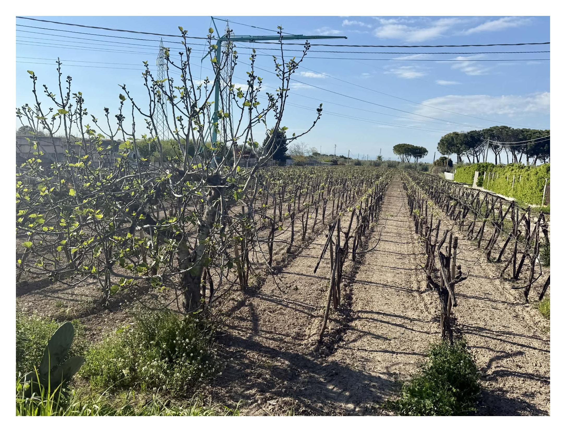 TERRENO AGRICOLO