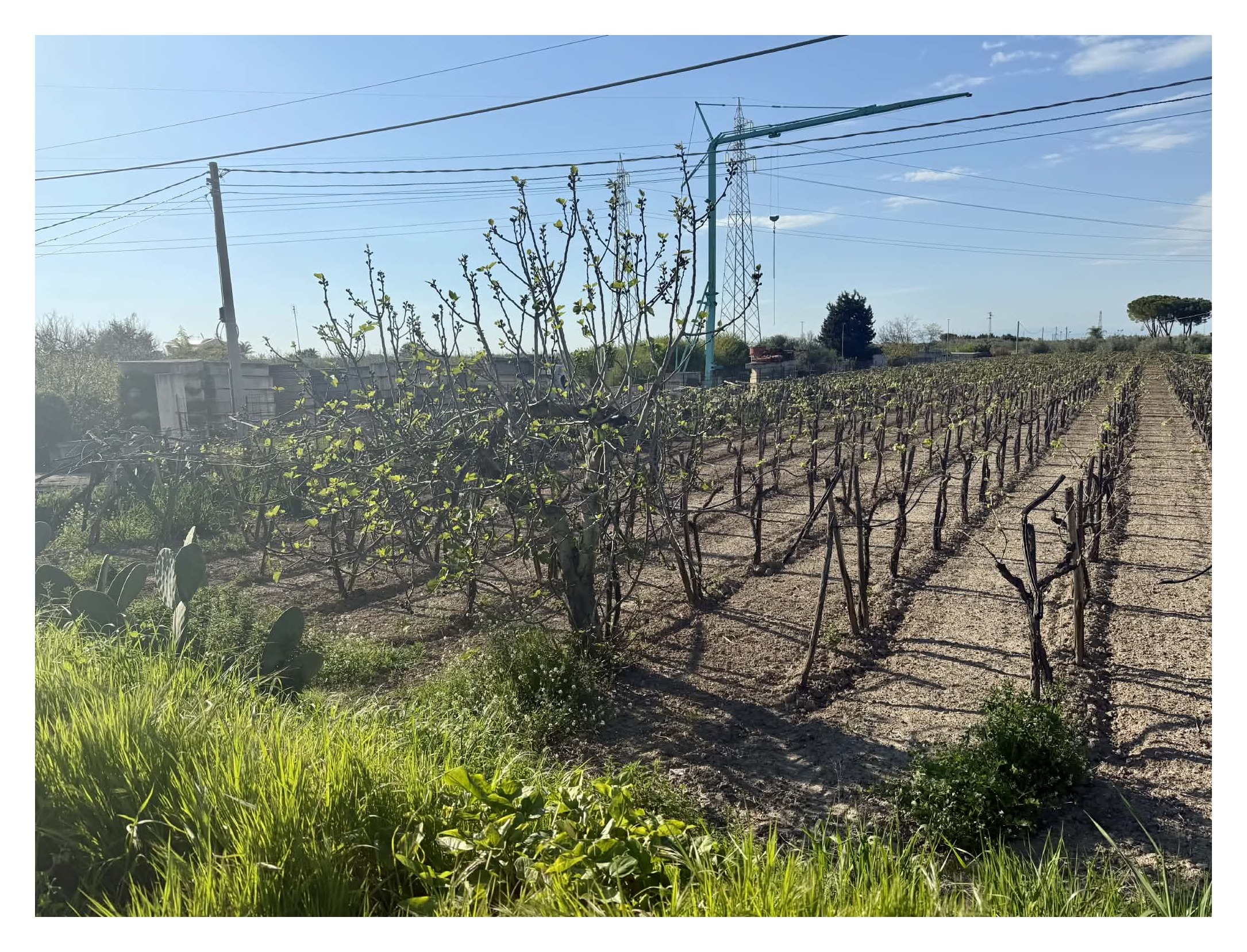 TERRENO AGRICOLO