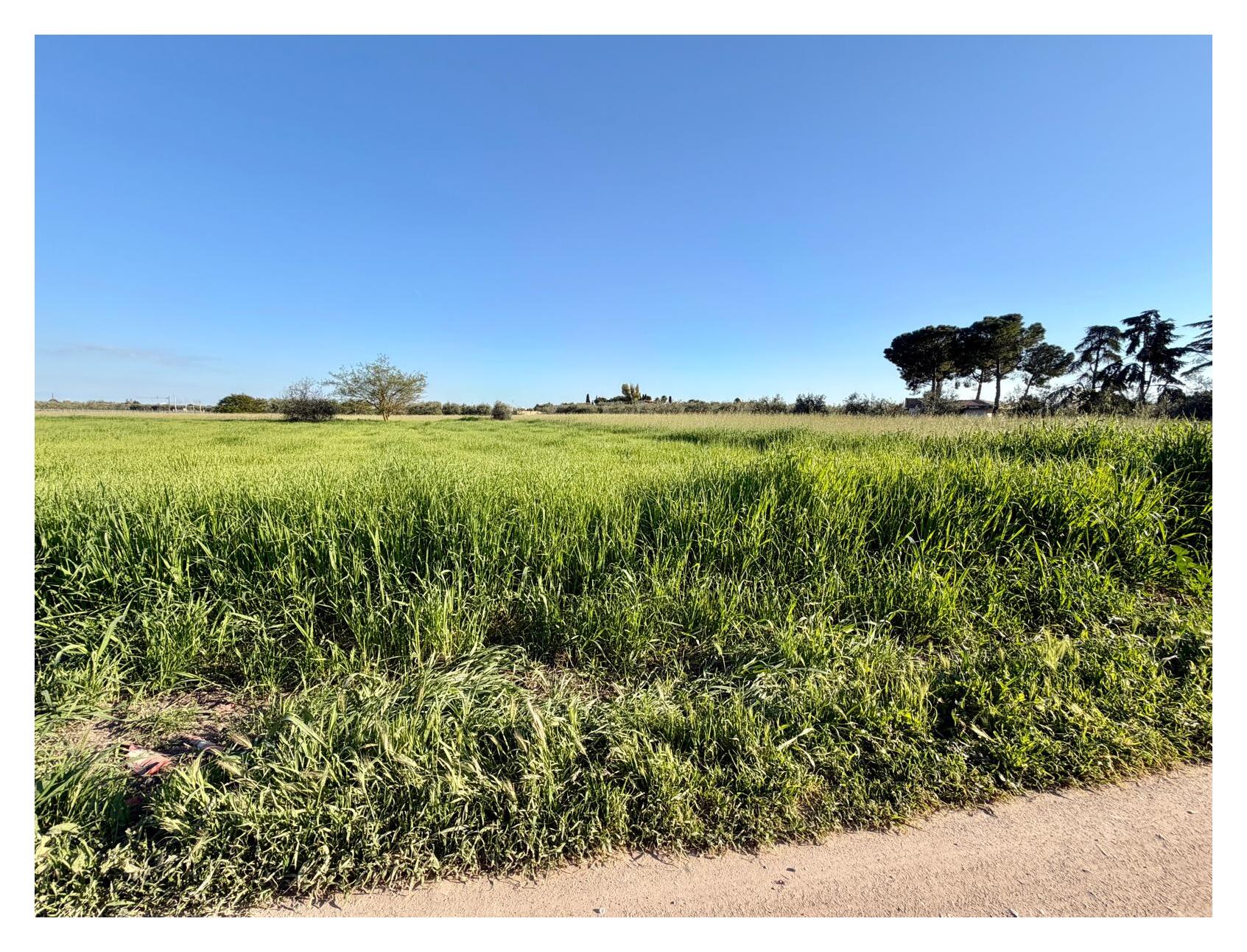 TERRENO AGRICOLO