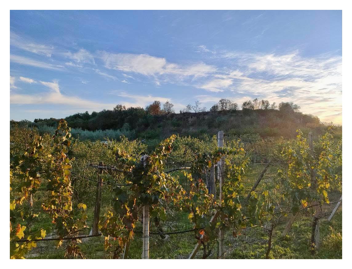 VISTE