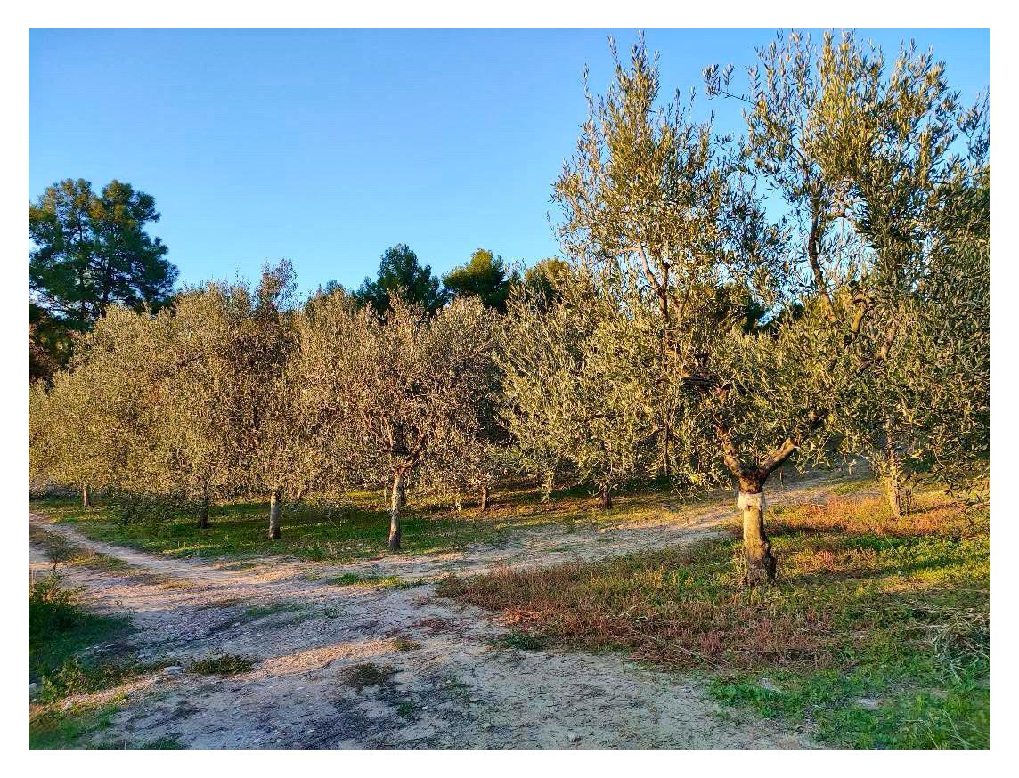 TERRENO AGRICOLO