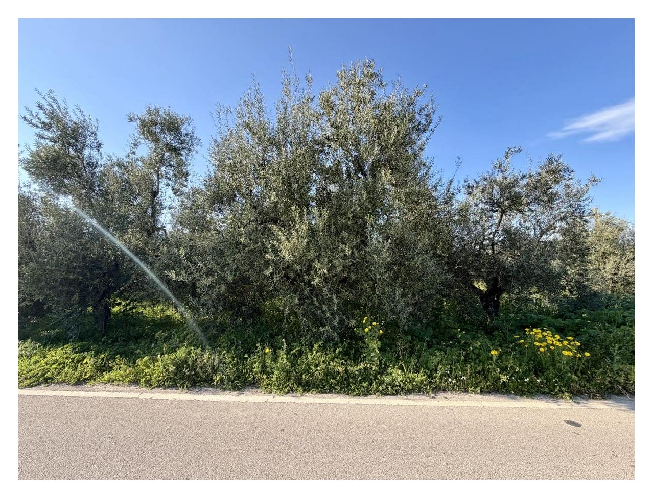 OLIVETO